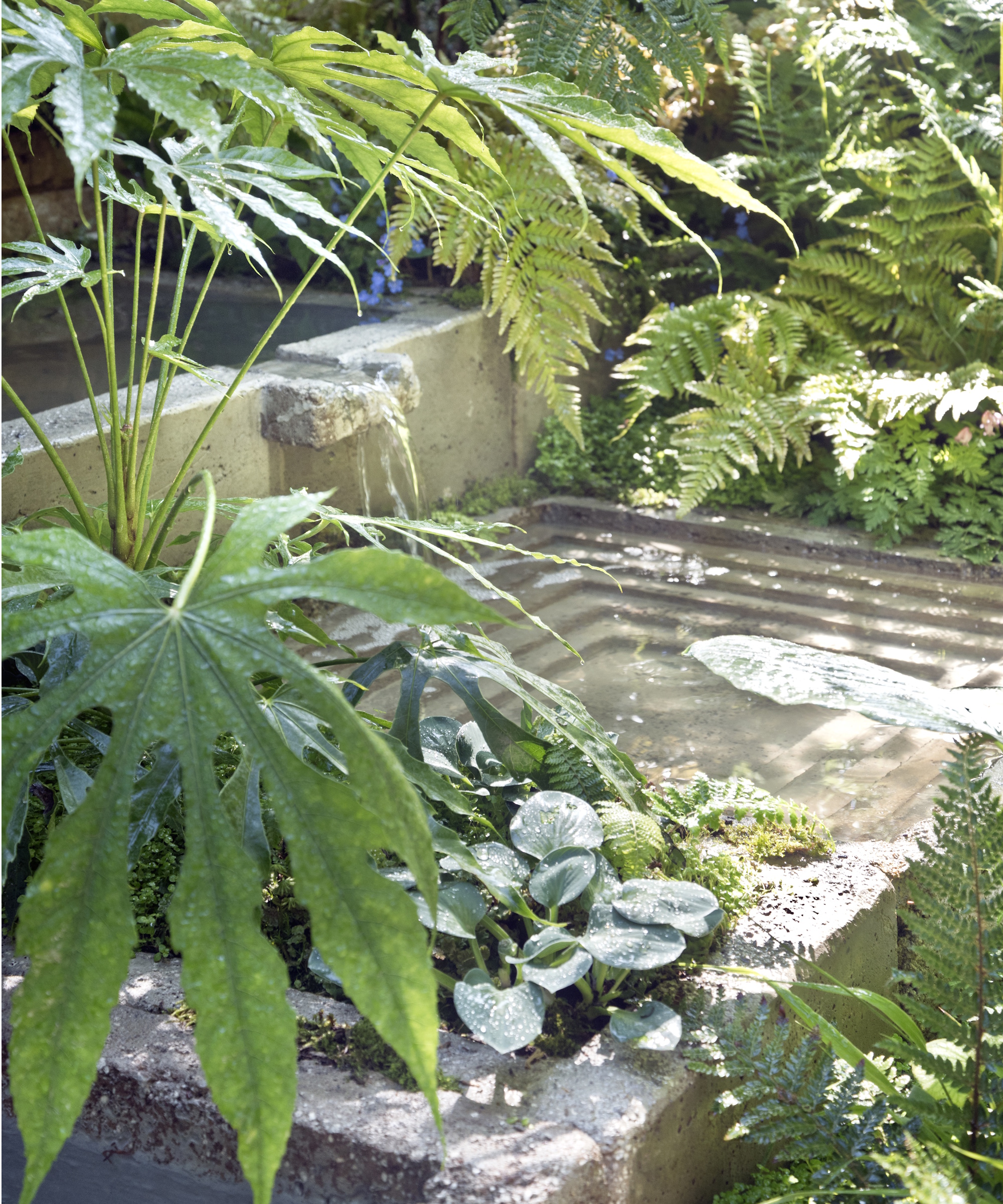 Plan d'eau entouré de fougères et de plantes qui aiment l'ombre