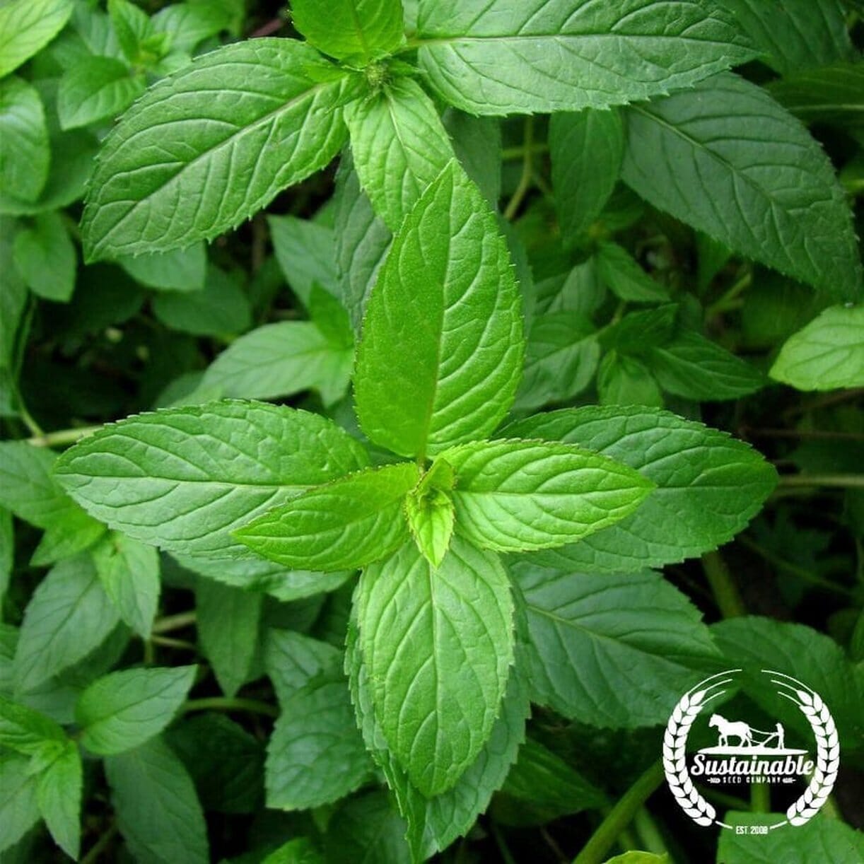 Graines de menthe poivrée (biologiques) | Graines de jardin d’herbes aromatiques non OGM d’héritage