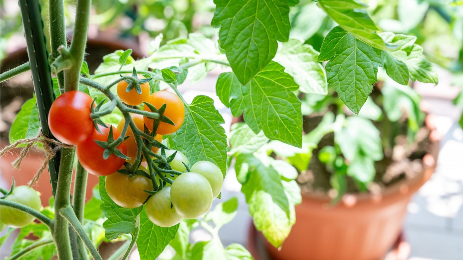 L’arrachage des tomates est une astuce non conventionnelle pour obtenir une récolte plus grosse et plus saine – Voici comment procéder Des tomates aux longues jambes ? Pourquoi les enterrer latéralement sauvera votre récolte (et vous donnera plus de fruits)