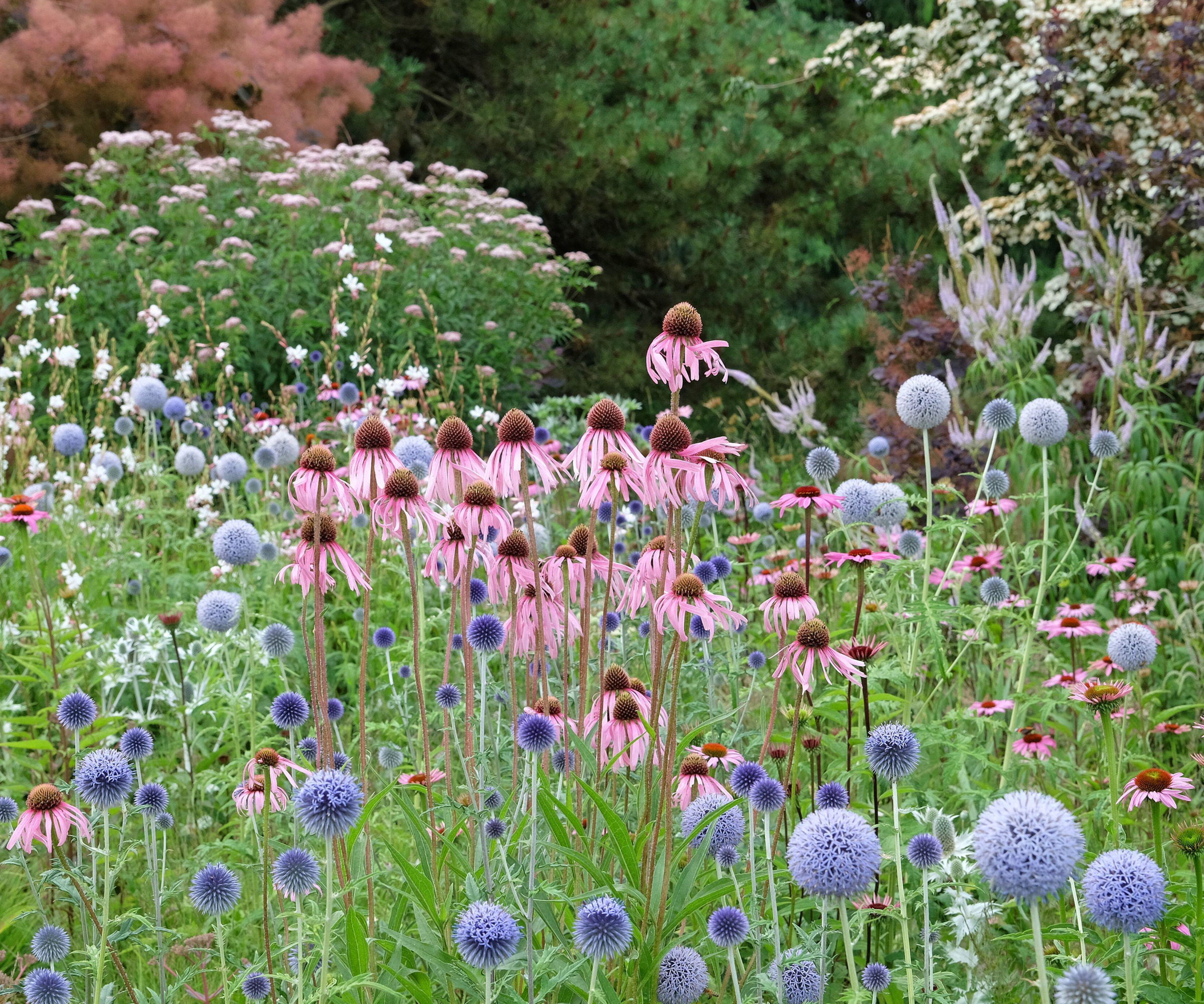 jardin naturaliste planté d'échinacée et d'autres tiges sans feuilles