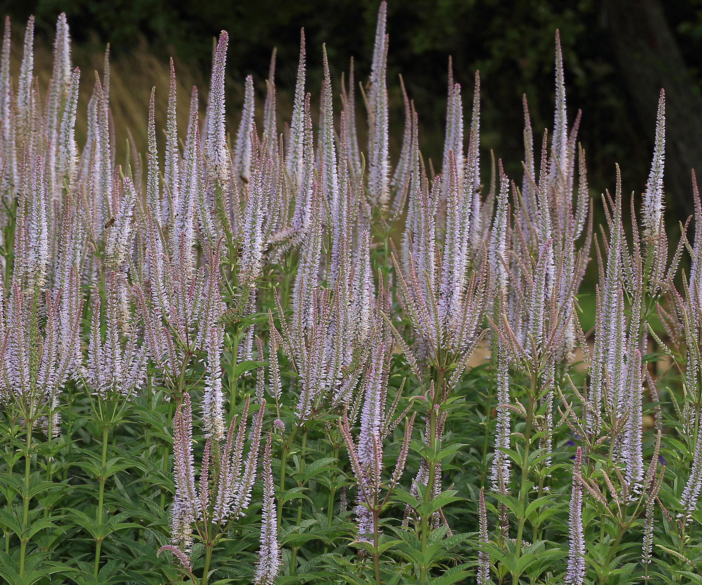 Racine de Culver (Veronicastrum virginicum) avec de grandes pointes de fleurs lilas pâle