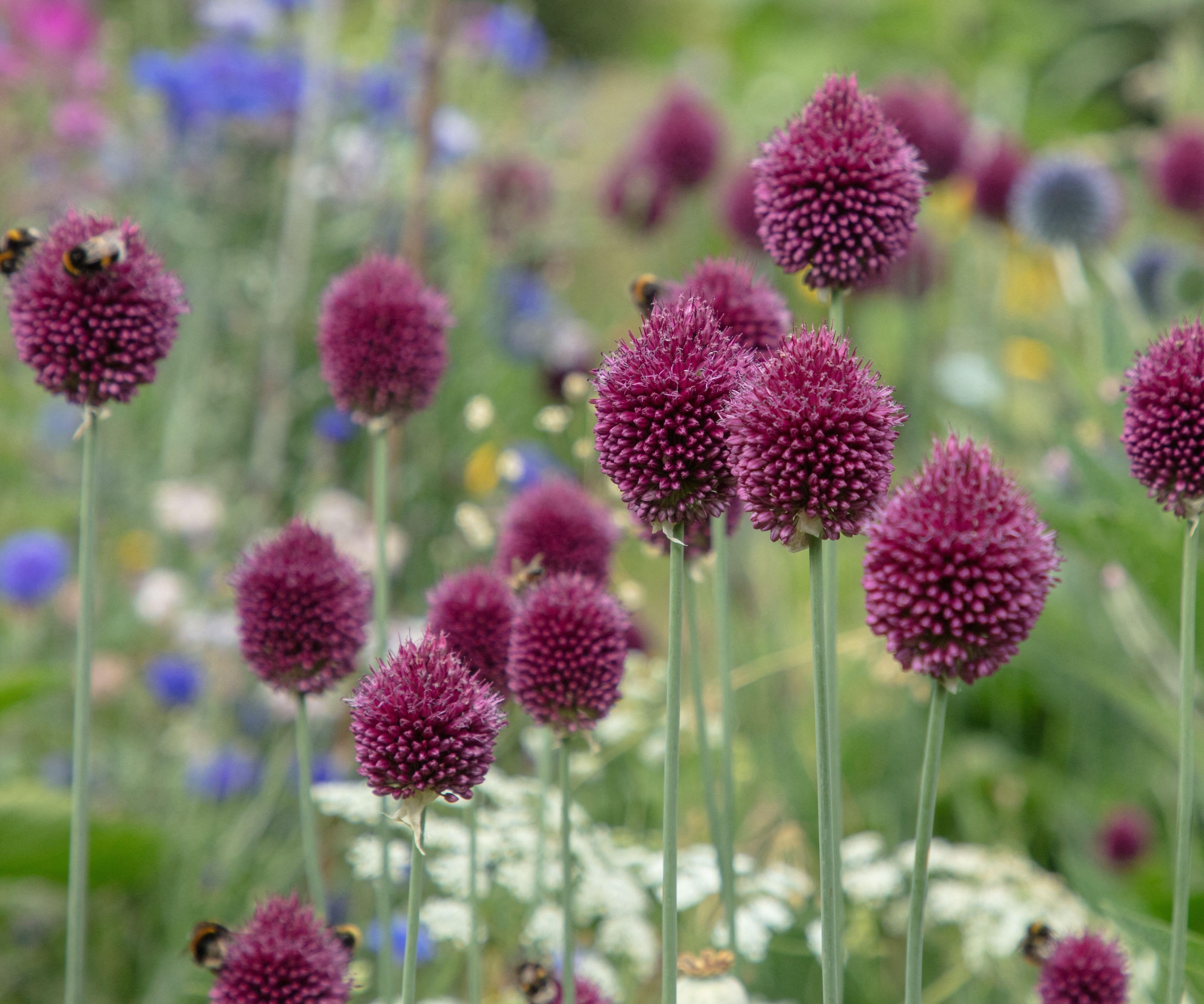 Close up de couleur marron Drumstick Alliums