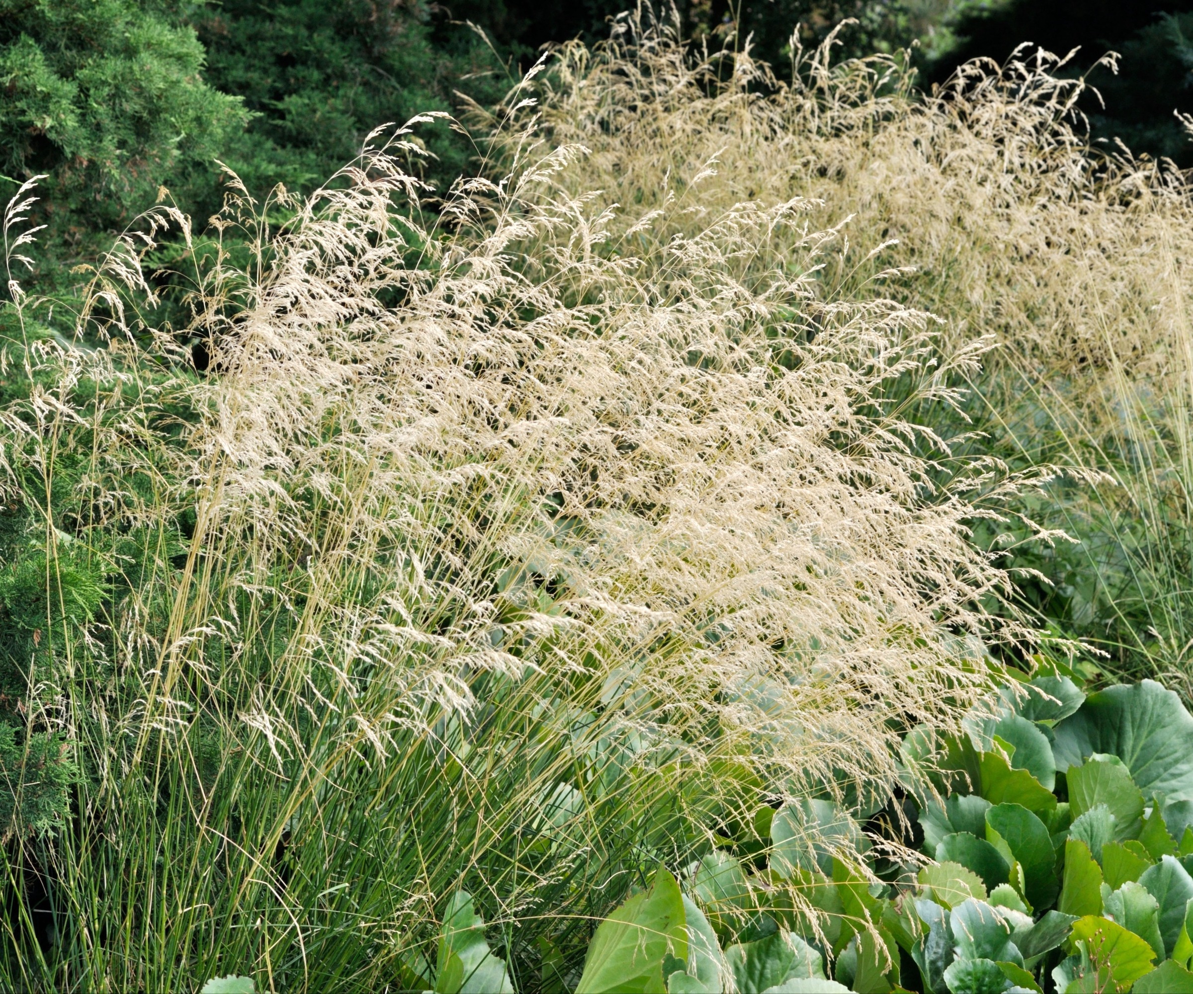 Close up de Hairgrass touffeté