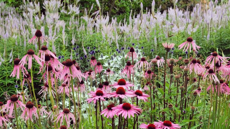 Les concepteurs de tendances de plantation « transparentes » sont obsédés en ce moment et comment y parvenir echinacea in flower in a naturalistic setting