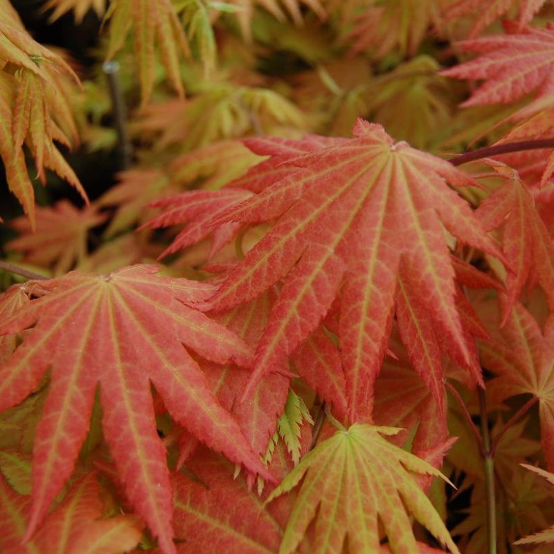 Lune d'Automne Érable du Japon