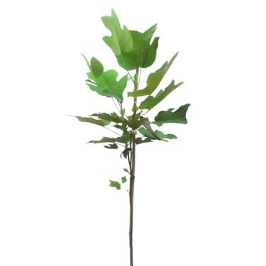 Tuliptree, pot de pépinière vivant de 1 gallon, arbre d'ombrage à floraison rapide | Fondation Arbor Day (en raison des lois agricoles, non disponible en Californie ou en Az)