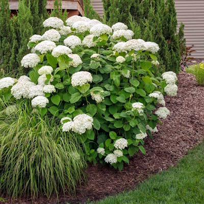 Arbuste d'hortensia Annabelle