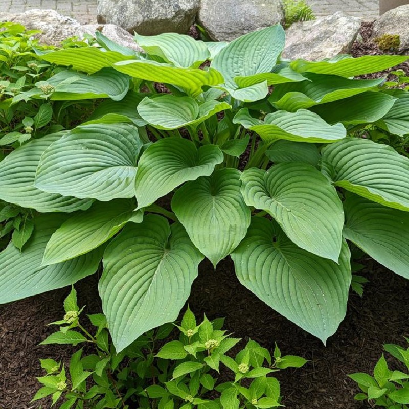 Shadowland&reg; Impératrice Wu Hosta