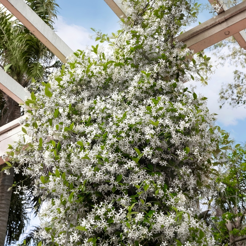 Vigne de jasmin étoilé
