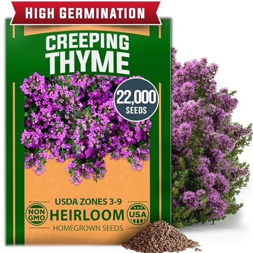 Graines de thym rampant violet cultivées à la maison Fleurs de couverture de sol sans OGM 22 000+ graines d'herbes comestibles pour la plantation de pelouses et d'herbes Paths 3g Thymus Serpyllum Vivace