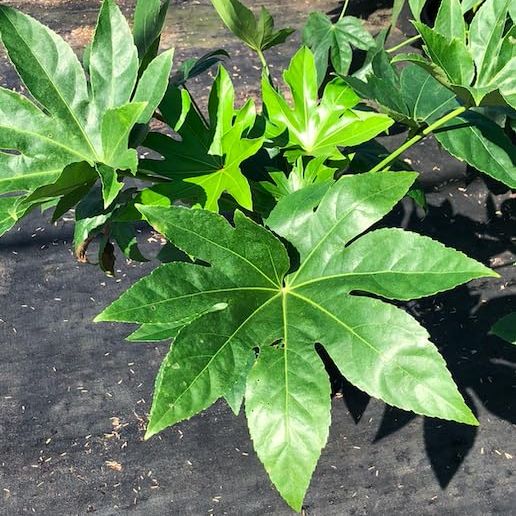 (3 gallons) Fatsia Japonica, feuillage exceptionnellement attrayant, a d'énormes feuilles jusqu'à 12 pouces de large, profondément lobées et légèrement dentelées. Arbuste à feuilles persistantes et populaire connu pour son aspect tropical