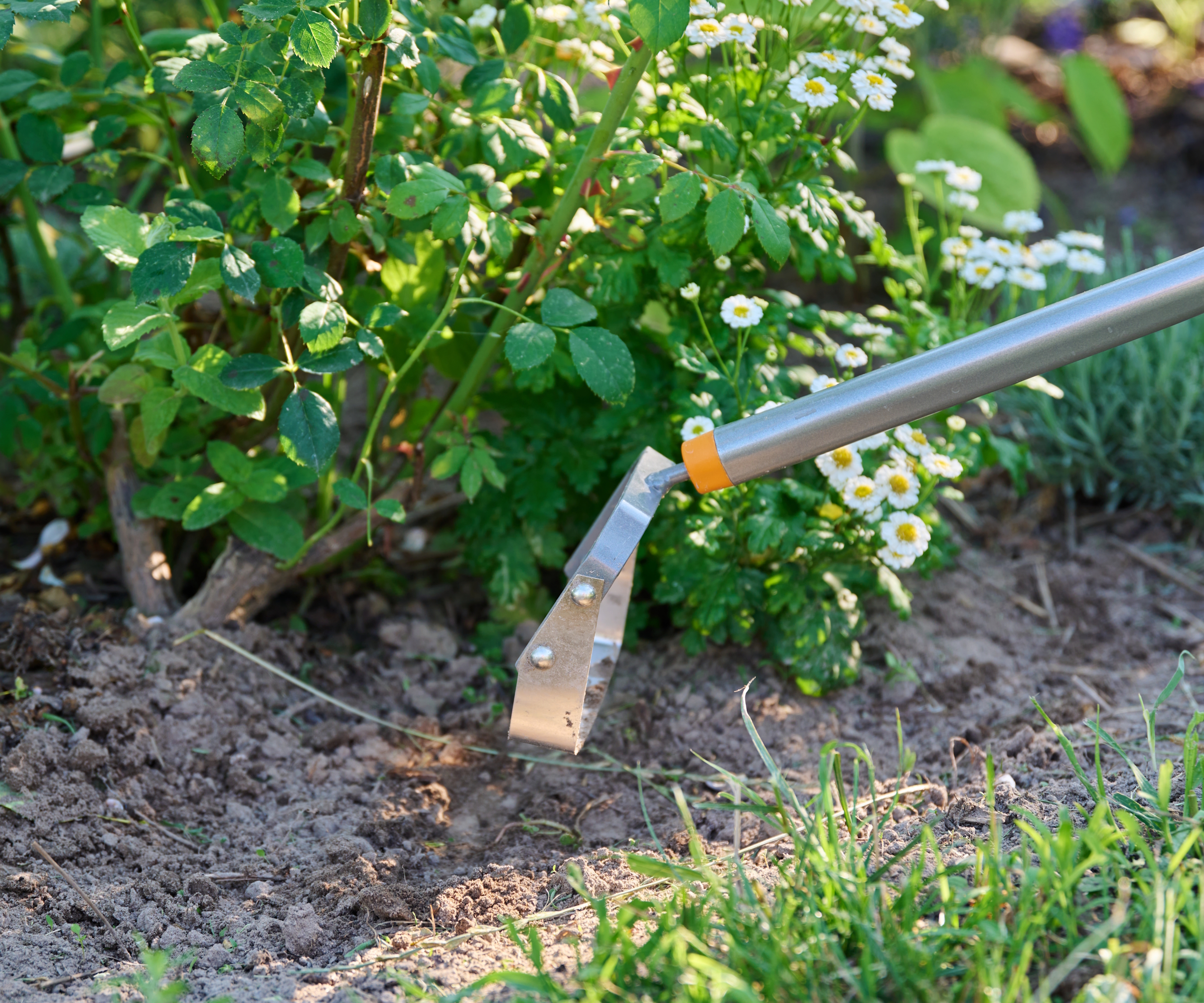 Un jardinier a utilisé une binette pour désherber autour des arbustes dans un parterre de fleurs