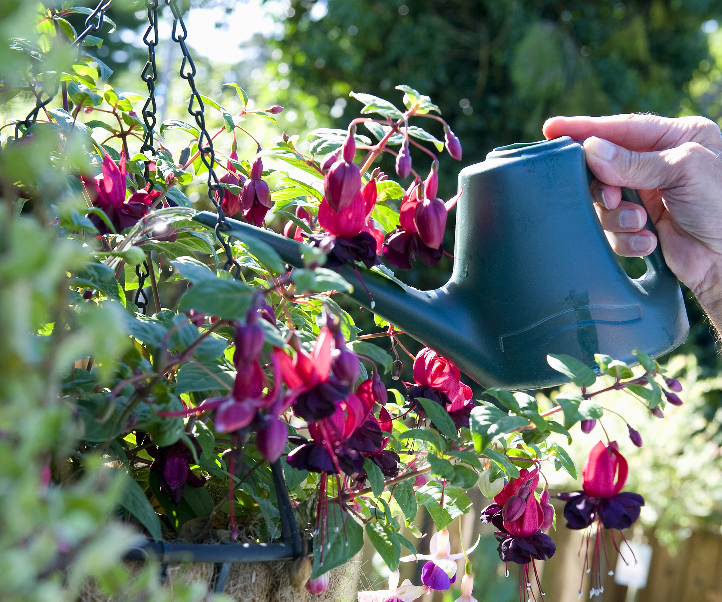 arrosage du fuchsia dans un panier suspendu