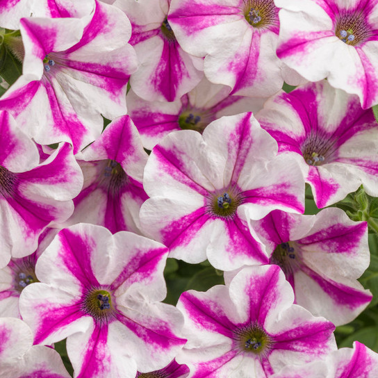 Pétunias roses et blancs