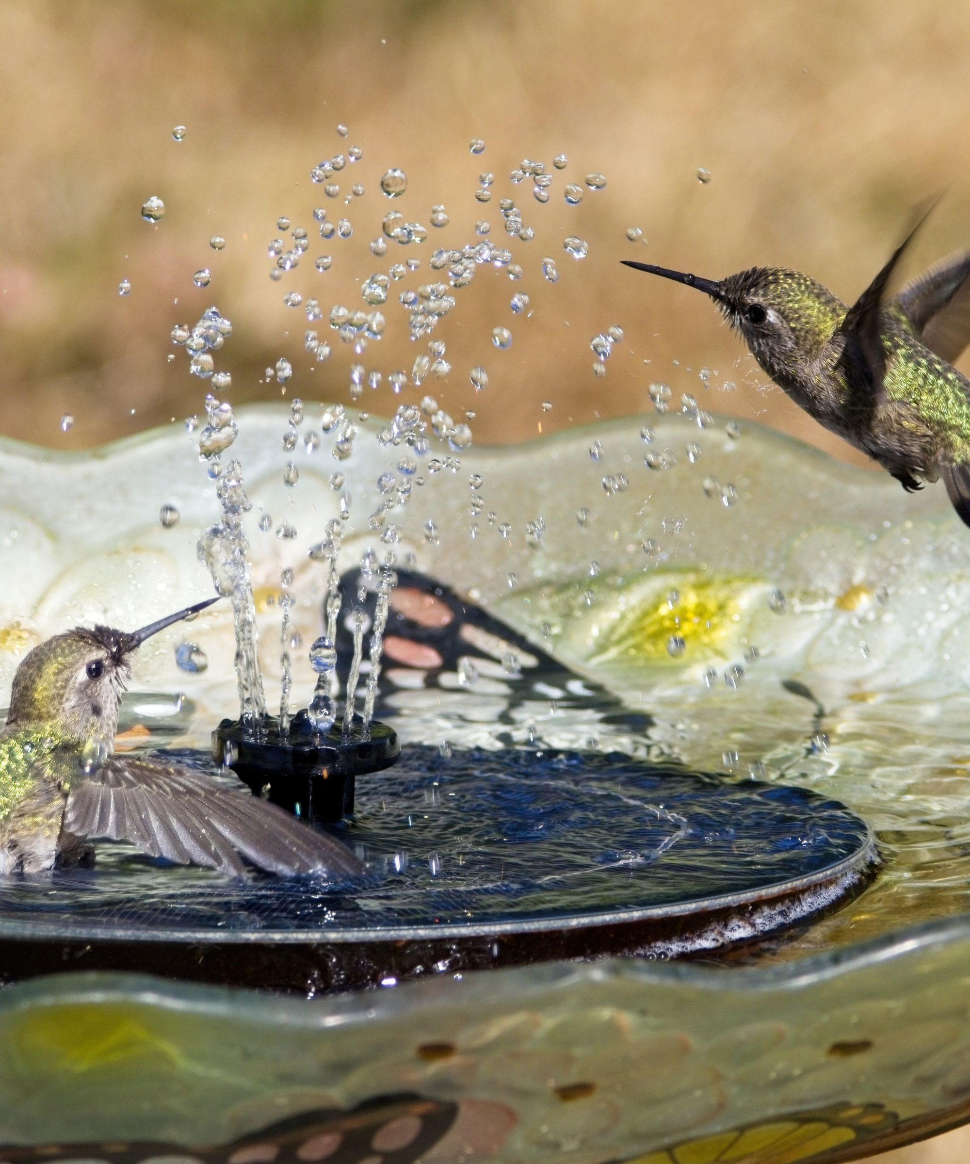 Oiseaux buvant à une fontaine d’eau solaire