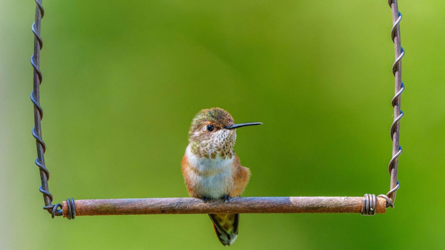A hummingbird fledgling sitting on a swing