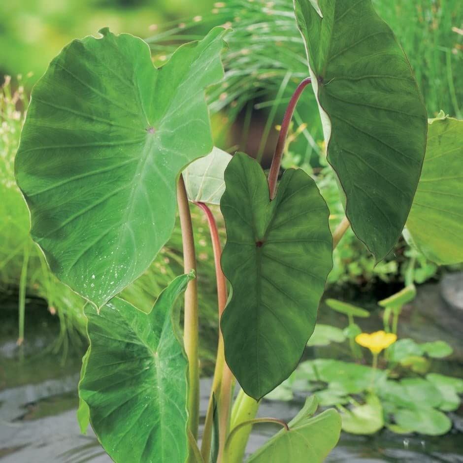 Deux tubercules d'oreille d'éléphant de Taro (coco Yam Colocasia Esculenta Edible Eddoe)