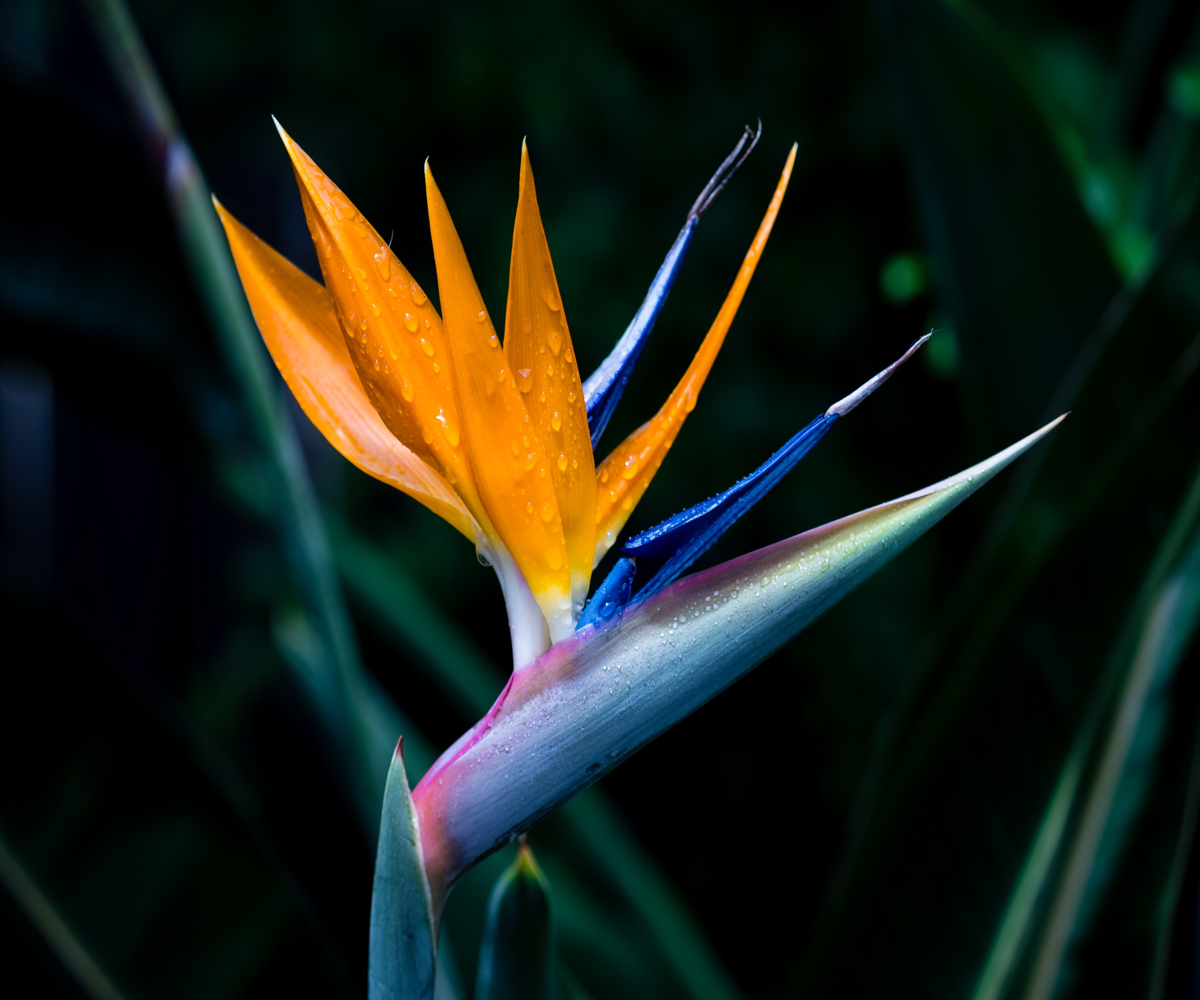 Oiseau de paradis