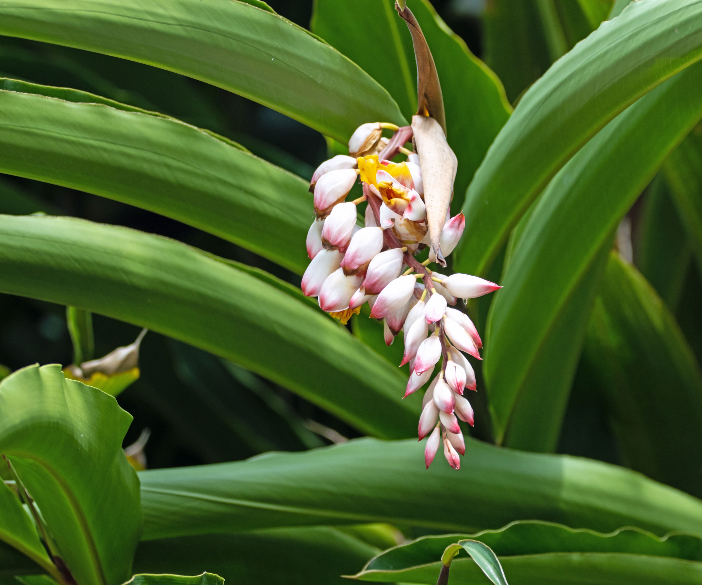 Fleur de gingembre en coquille, Alpinia zerumbet