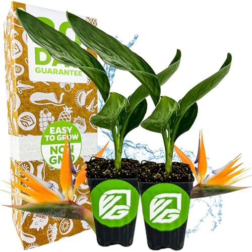 Plante vivante Orange Bird of Paradise – Strelitzia Reginae par Wellspring Gardens – Plante vivace à fleurs tropicales, plante d'intérieur/extérieur exotique, entretien facile, faible entretien (paquet de 2)