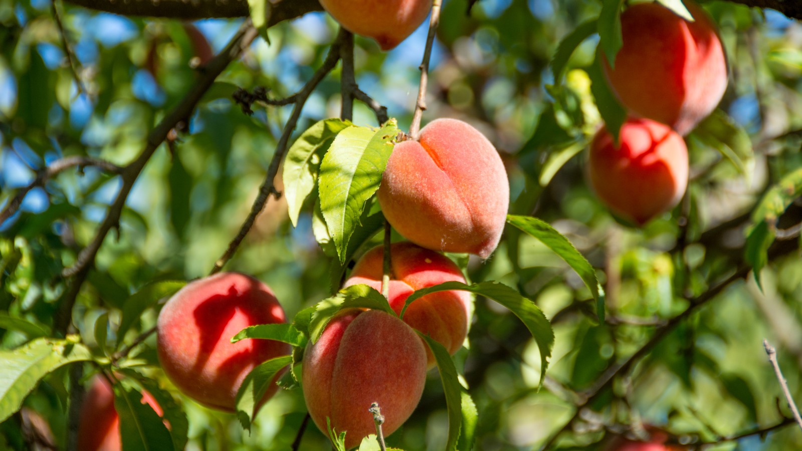 Fruits mûrs sur un pêcher