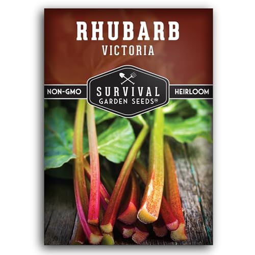 Graines de rhubarbe Victoria pour la plantation – Légumes vivaces d'héritage avec tiges rouges acidulées – Plantes résistantes au froid pour les jardins domestiques – Graines de jardin de survie (1 paquet)