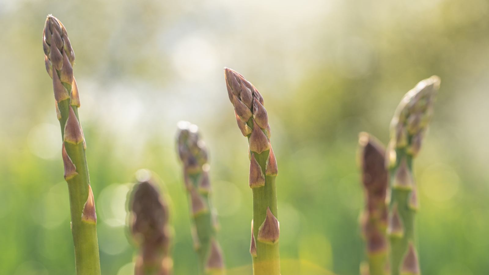 Une sélection de pointes d'asperges en développement poussant dans un potager