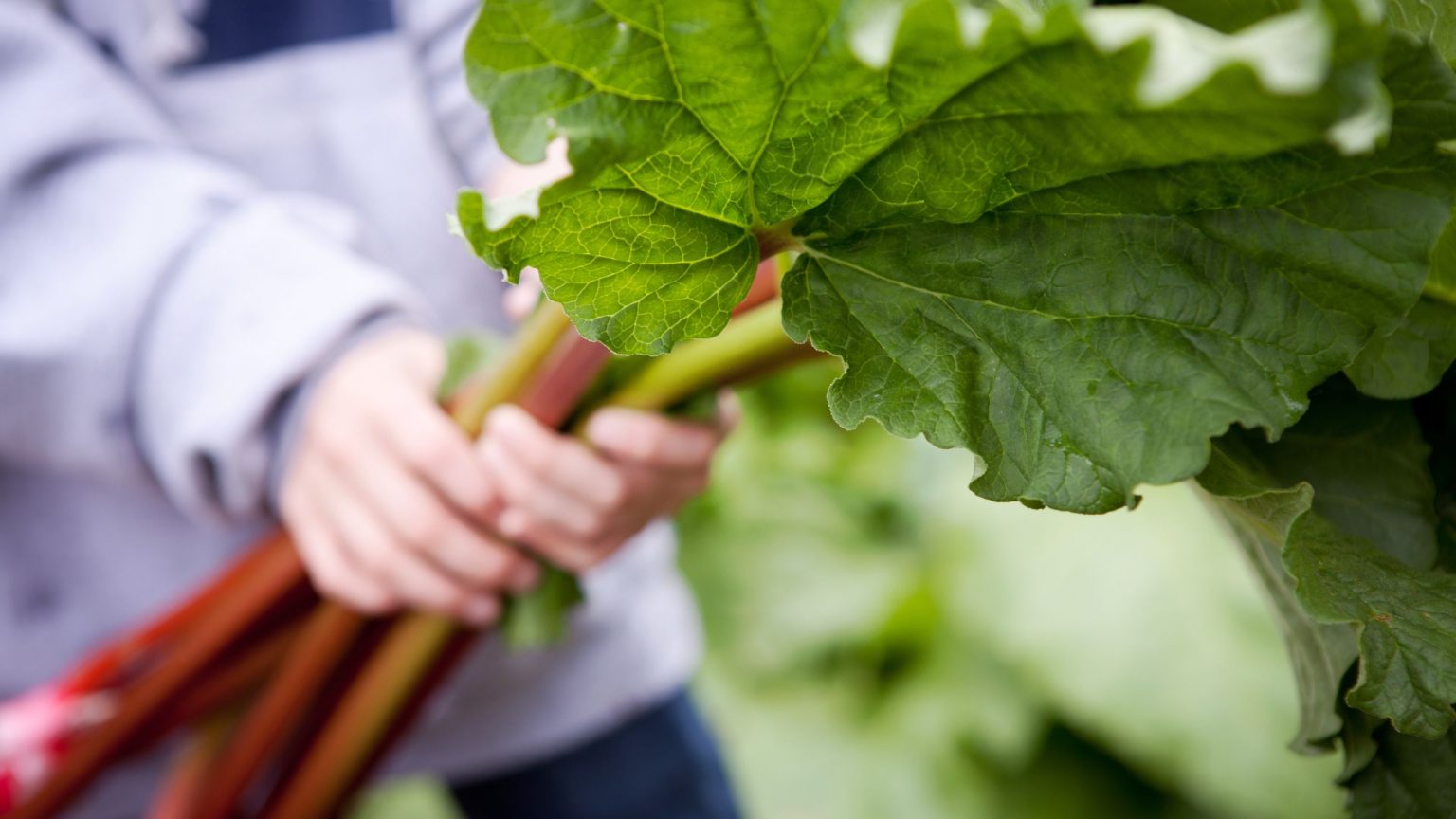 C'est maintenant votre dernière chance de récolter de la rhubarbe – et comment la préparer pour une récolte encore meilleure l'année prochaine