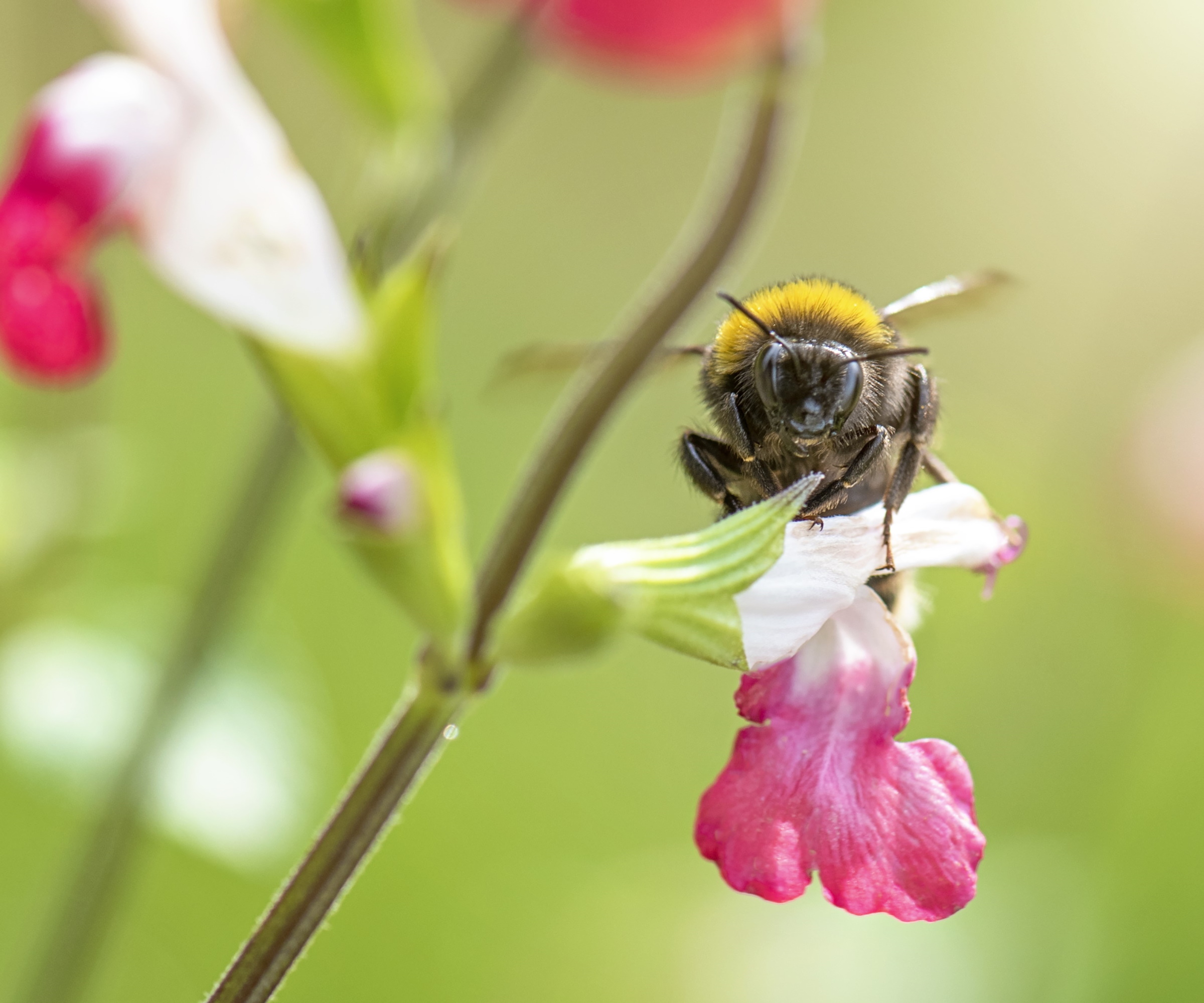 Fleur de Salvia en rouge et blanc avec alimentation d'un pollinisateur