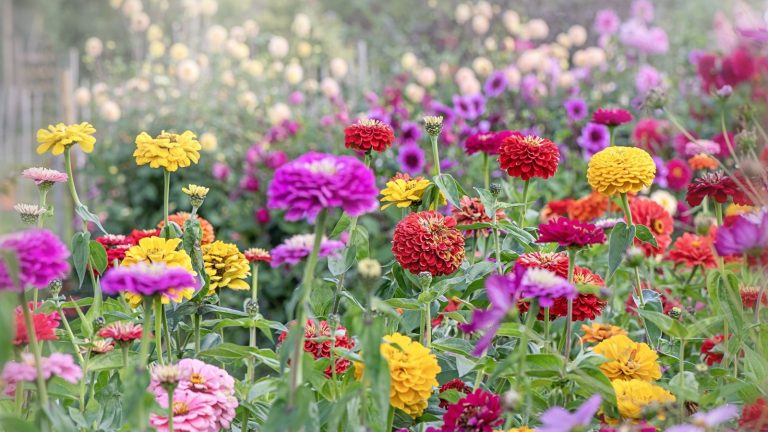 8 plantes en pot qui fleurissent mieux en juillet qu’au printemps – pour de la couleur pendant la période la plus chaude de l’année Zinnia