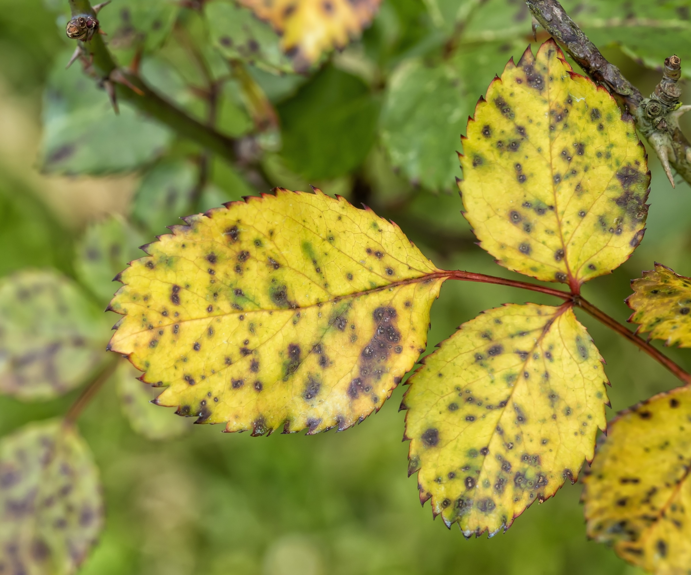 Les feuilles du rosier jaunissent