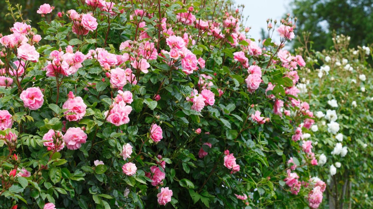 Comment arroser les roses pendant une vague de chaleur – Gardez-les hydratées pour éviter le flétrissement et les dommages cet été