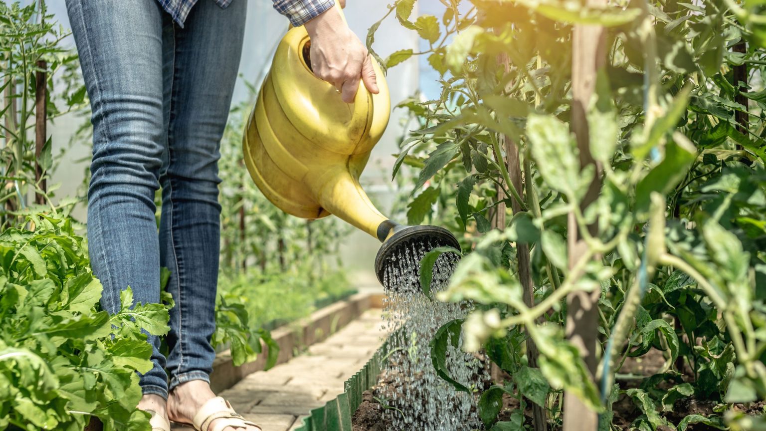 Un arrosage constant est crucial pour les tomates en juillet, surtout pendant une vague de chaleur – voici comment garder les plantes saines et productives Un arrosage constant est crucial pour les tomates en juillet, surtout pendant une vague de chaleur – voici comment garder les plantes saines et productives