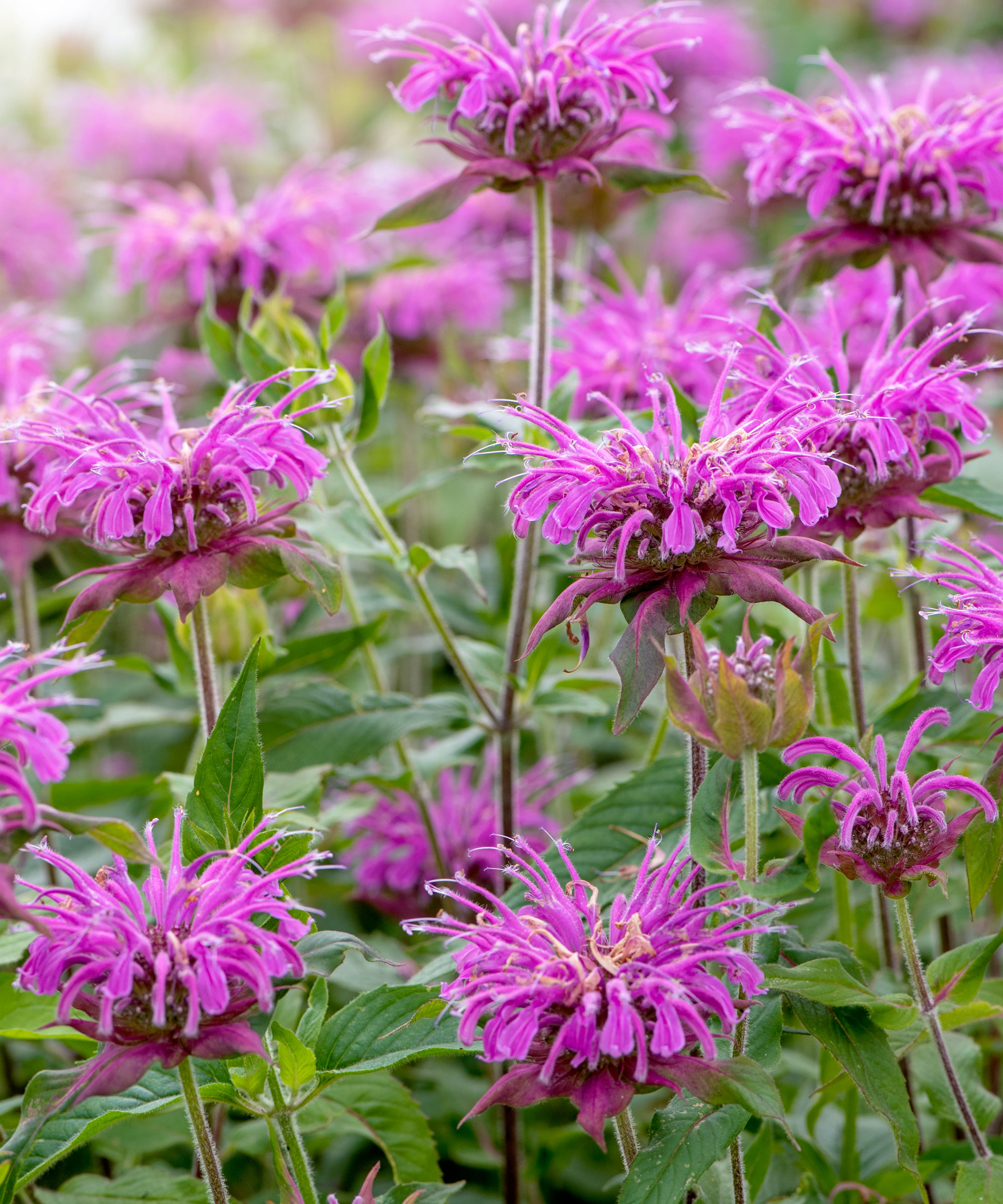 fleurs violettes de mélisse (monarda)