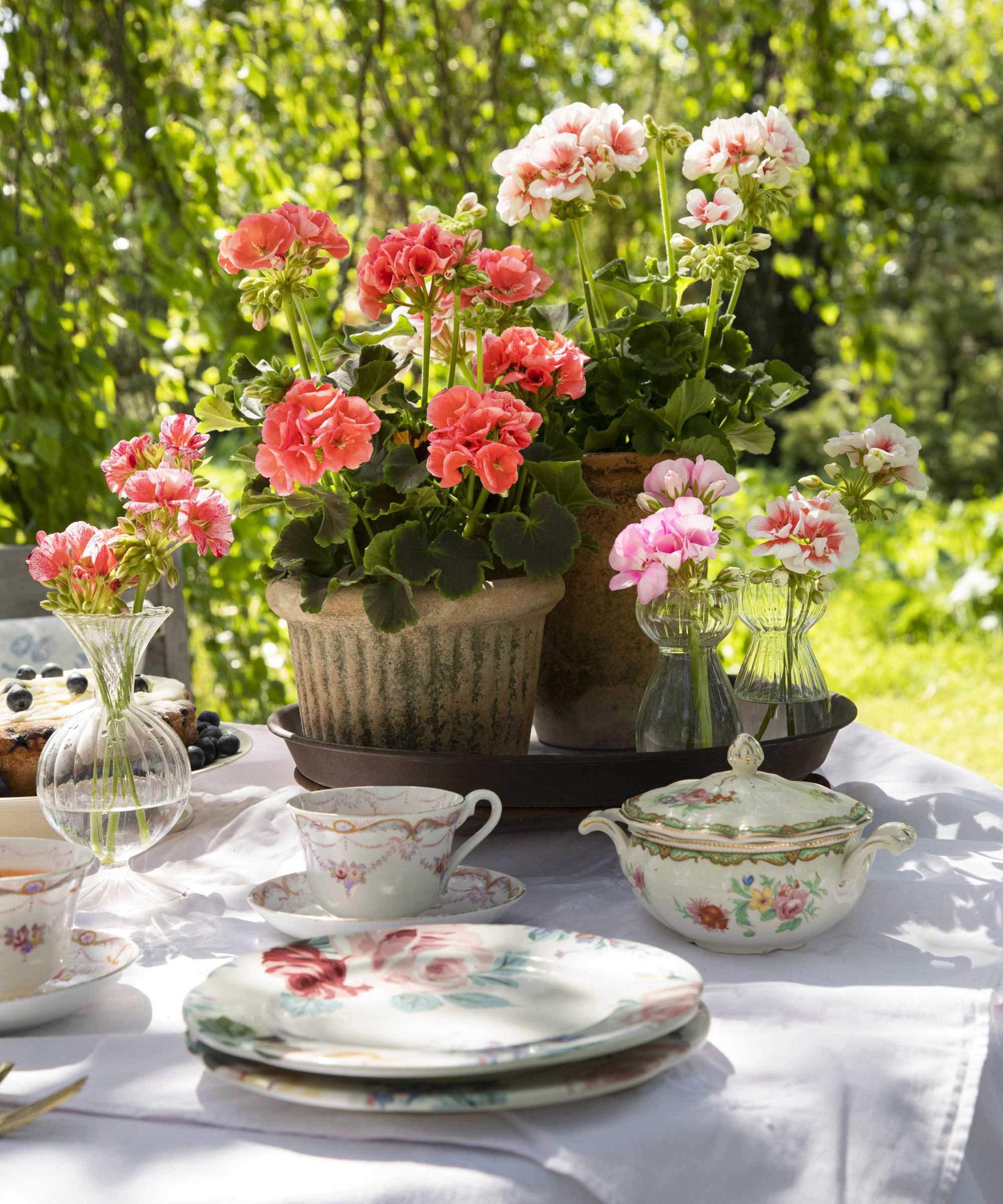 Pélargonium en pot sur table à manger extérieure