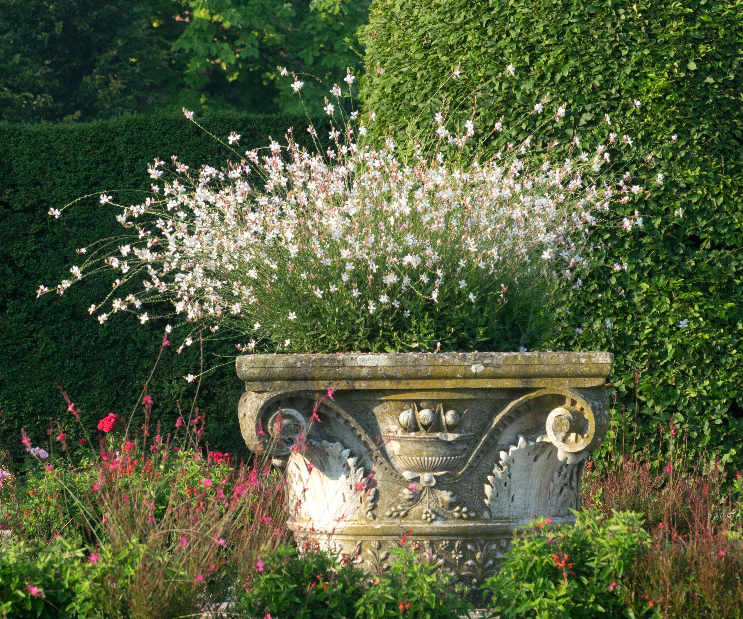 Une urne de jardin remplie de Gaura lindheimeri