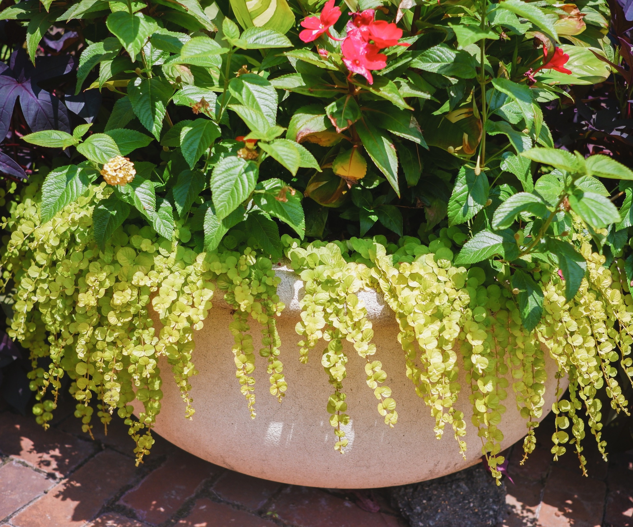 Un conteneur fera que Creeping Jenny se répandra sur le bord.