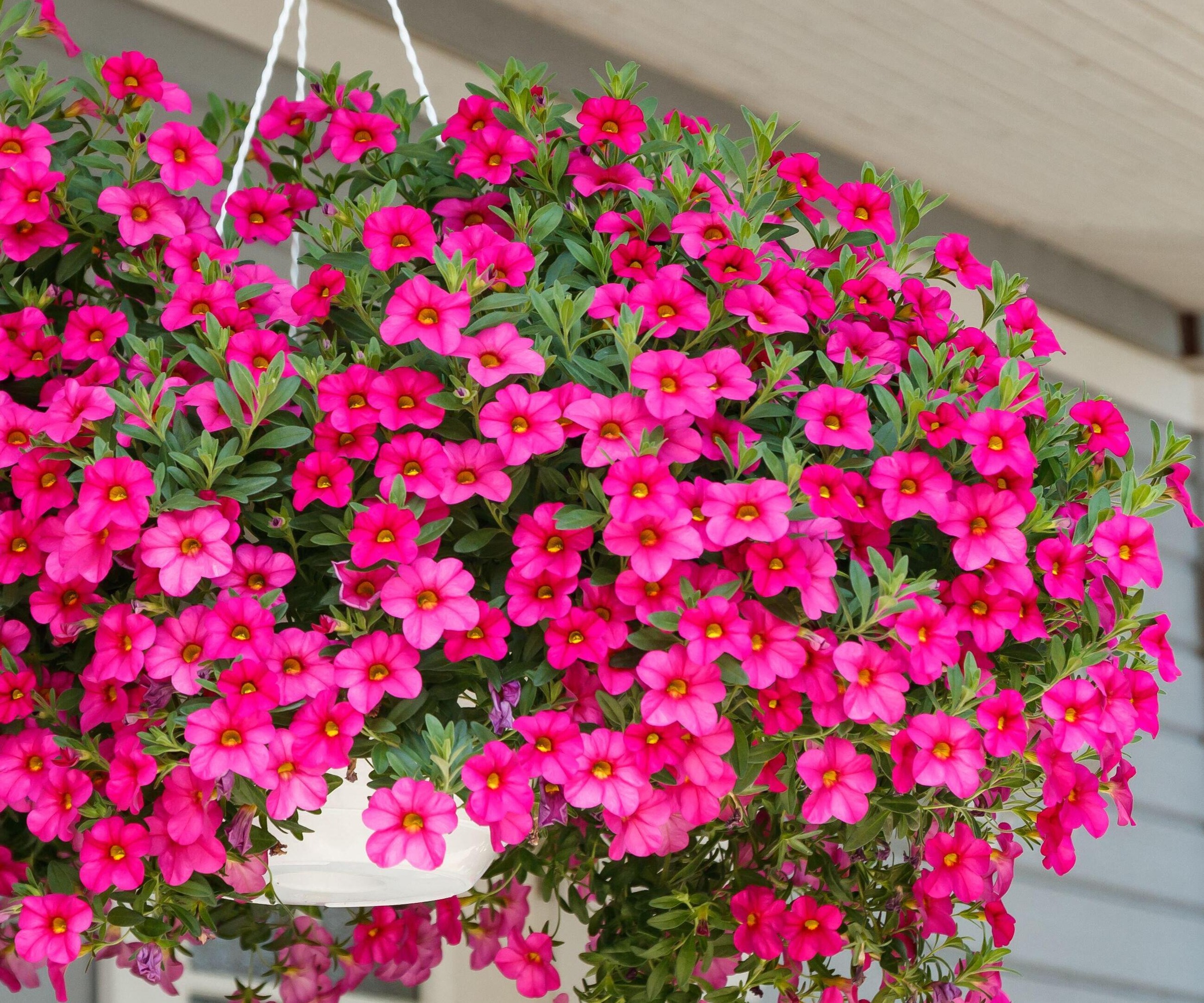 panier suspendu rempli de Million Bells rose vif