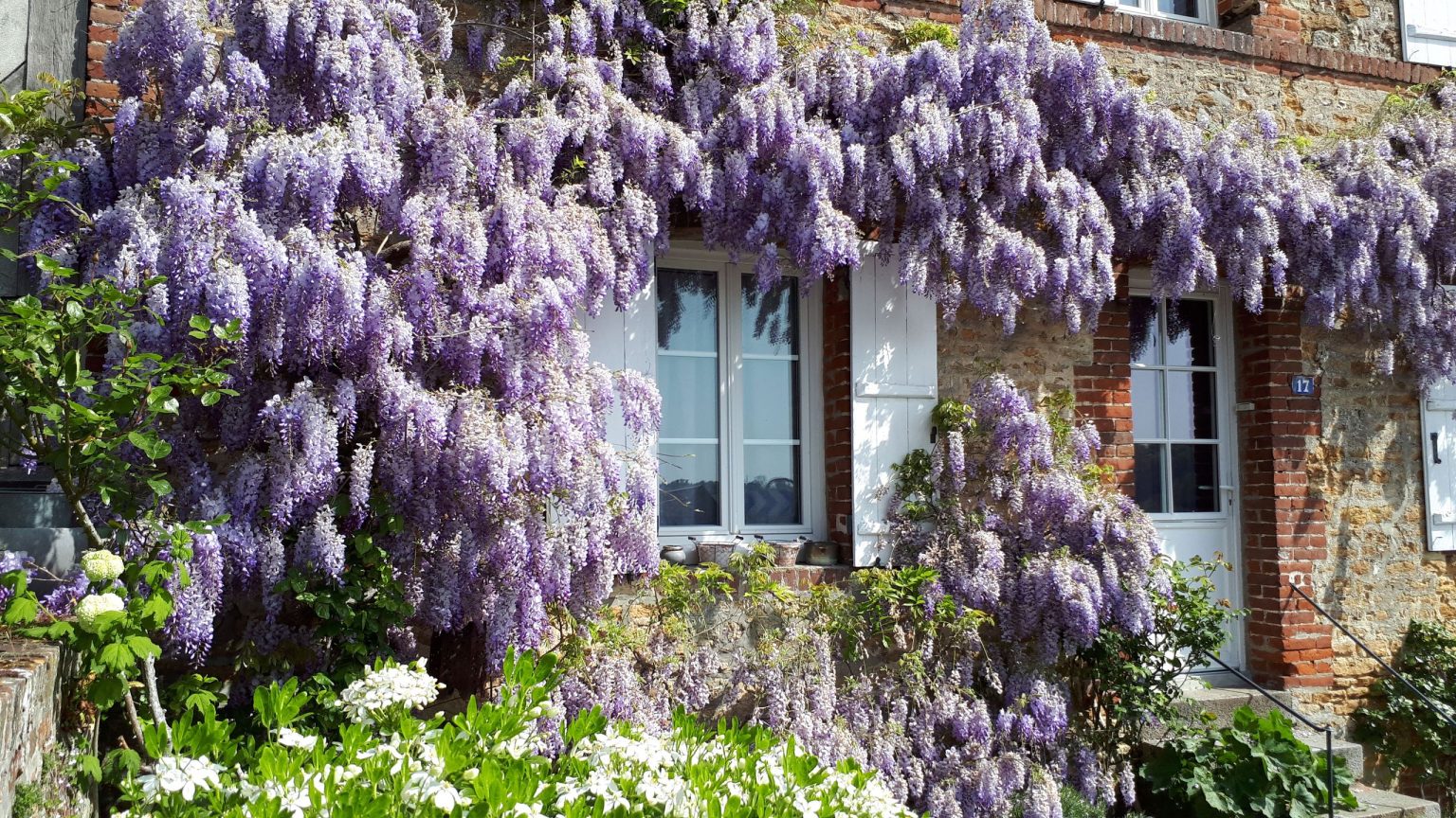 Que faire de la glycine en juillet – Les 5 jobs d’été pour l’aider à prospérer pendant une canicule Que faire de la glycine en juillet – Les 5 jobs d'été pour l'aider à prospérer pendant une canicule