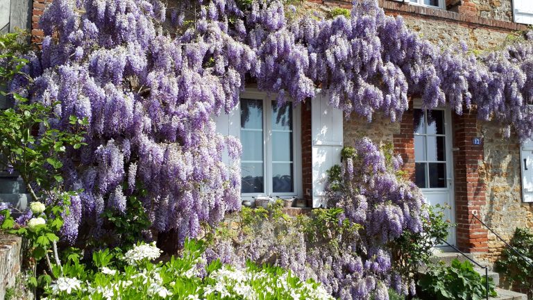 Que faire de la glycine en juillet – Les 5 jobs d’été pour l’aider à prospérer pendant une canicule Que faire de la glycine en juillet – Les 5 jobs d'été pour l'aider à prospérer pendant une canicule