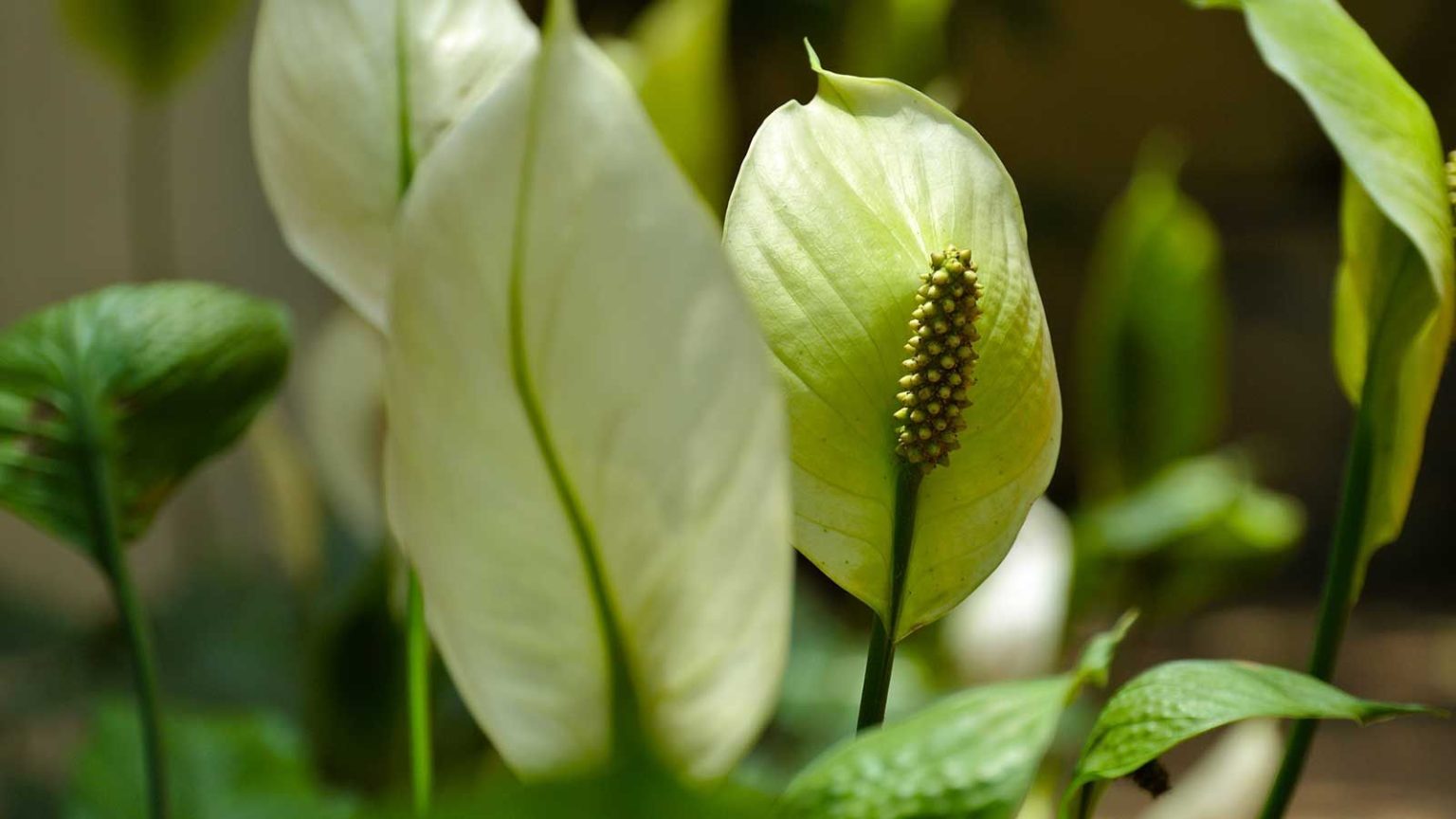 5 plantes d’intérieur qui peuvent réellement aider à garder votre maison naturellement fraîche pendant que le dôme de chaleur persiste peace lily