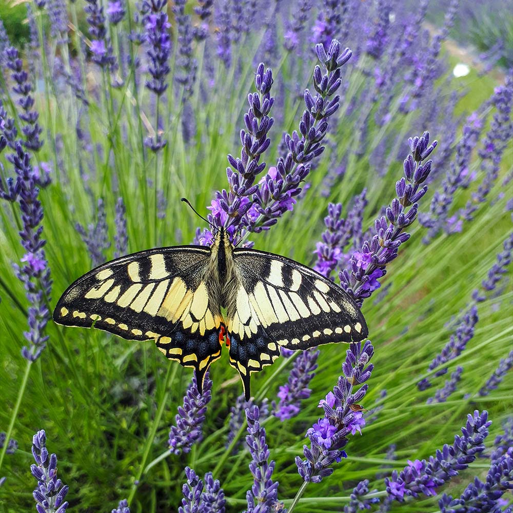 Southern Living&reg; Phénoménal et commercial; Plante de lavande