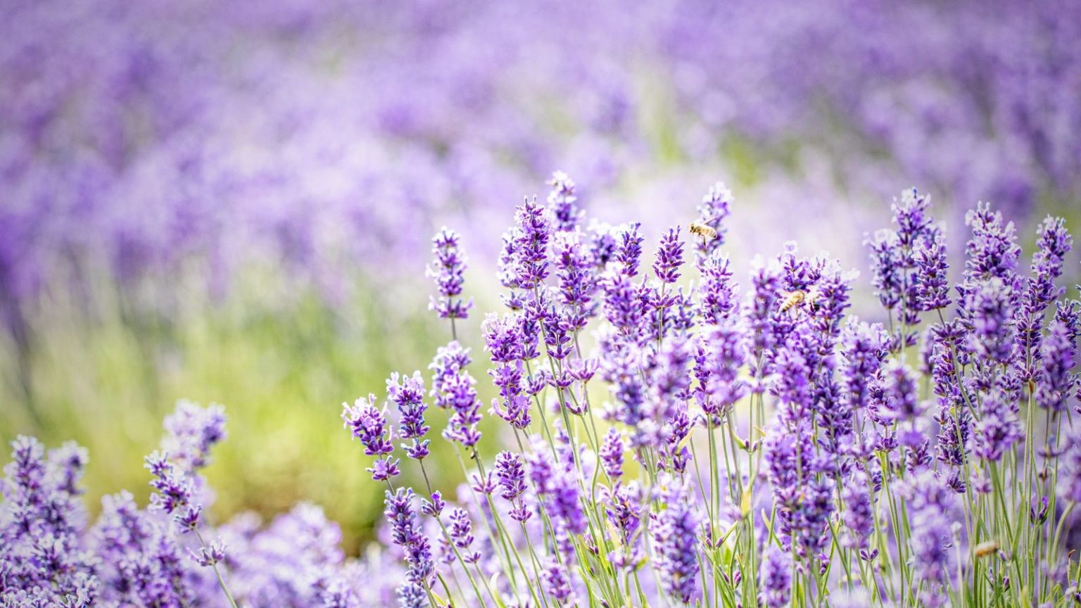 Le secret pour arroser la lavande en cas de chaleur extrême – sans en faire trop Lavender in bloom with masses of lilac flowers and pollinators