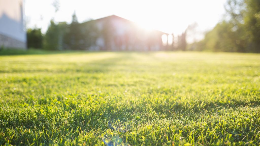 Cette chose peut raviver les pelouses en difficulté pendant les étés chauds – et redonner à l’herbe brune un vert éclatant Cette chose peut raviver les pelouses en difficulté pendant les étés chauds – et redonner à l’herbe brune un vert éclatant