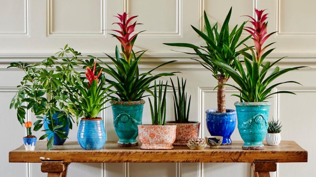 Rien de ce que j’ai essayé n’a arrêté les moucherons jusqu’à ce que j’apporte ces 5 changements – depuis, mes plantes d’intérieur sont exemptes de parasites Rien de ce que j’ai essayé n’a arrêté les moucherons jusqu’à ce que j’apporte ces 5 changements – depuis, mes plantes d’intérieur sont exemptes de parasites