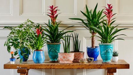 Rien de ce que j’ai essayé n’a arrêté les moucherons jusqu’à ce que j’apporte ces 5 changements – depuis, mes plantes d’intérieur sont exemptes de parasites