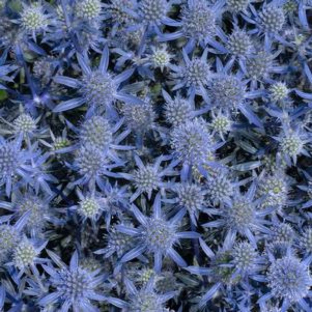 Houx de mer à paillettes bleues