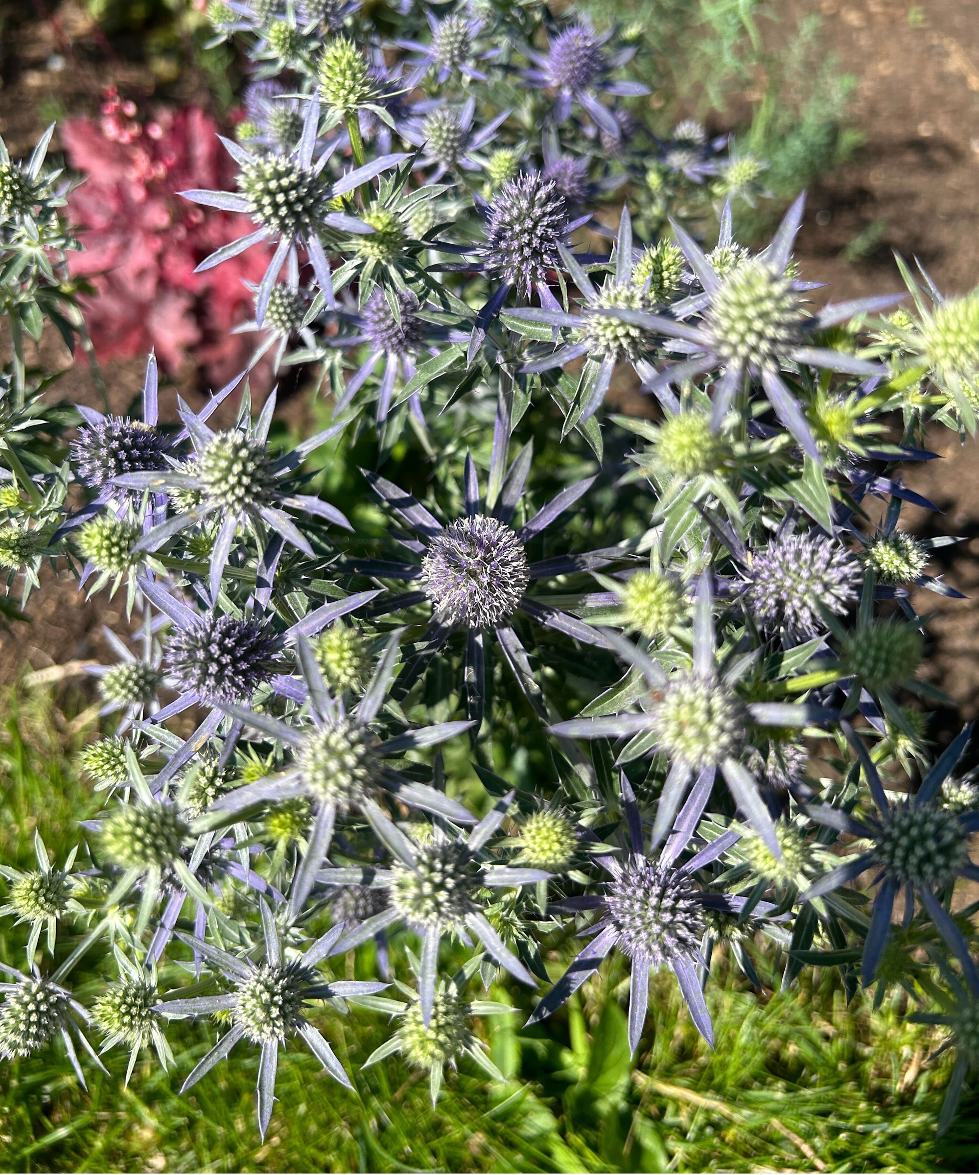 'Le Hobbit Bleu' houx de mer