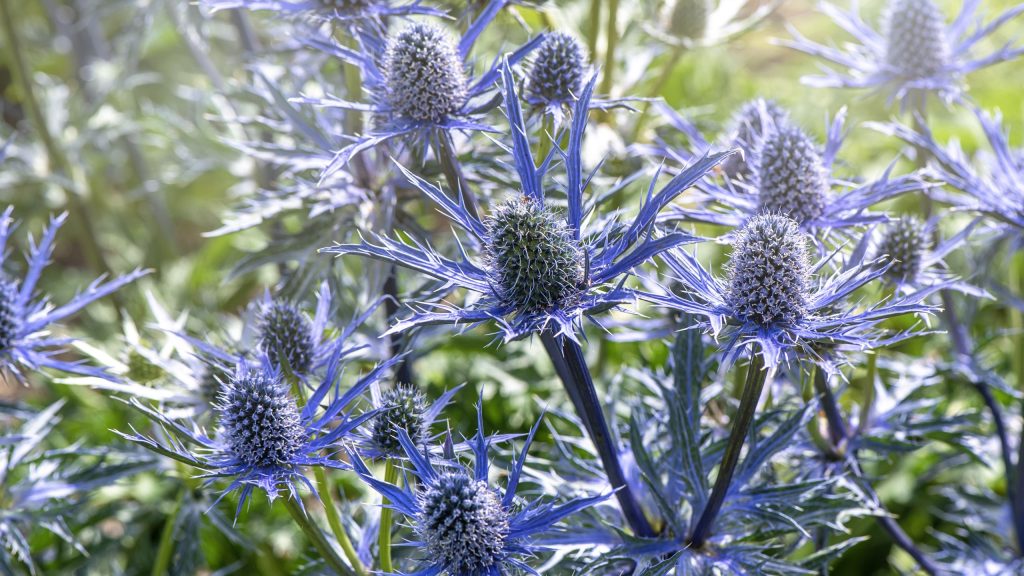 Cette plante bleue éclatante gardera votre terrasse vivante pendant une vague de chaleur – elle tolère la sécheresse et adore être ignorée