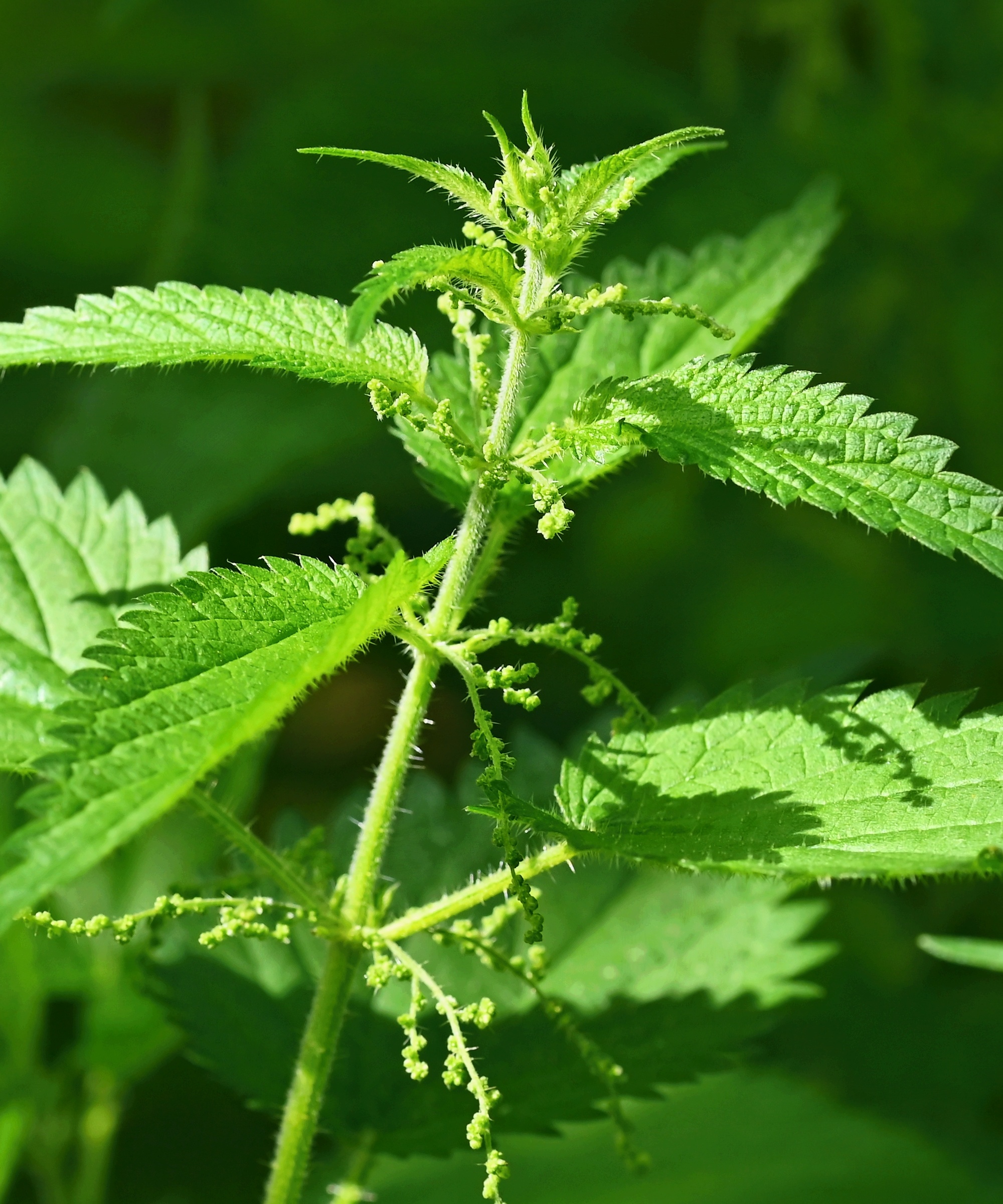 Les orties sont bonnes pour attirer les pollinisateurs et les insectes utiles et aident également à dissuader les mouffettes.